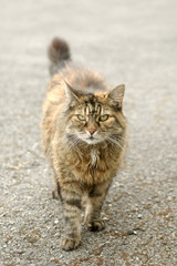 Naklejka na ściany i meble scruffy street cat with a hint of attitude