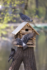 three pigeons by a starling-house