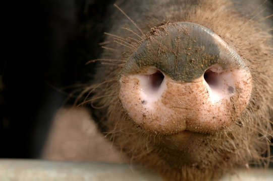 muddy pig snout