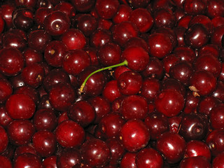 Crop of berries  red cherry. Rich harvest.