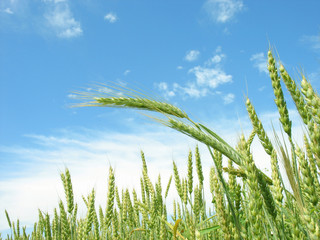  Wheat ripens. Summer.
