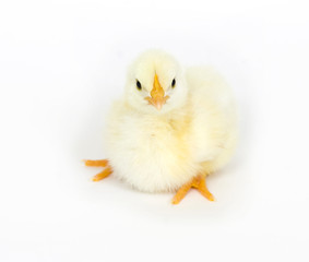 Baby chick sitting down