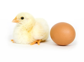 A baby chick sits next to a brown egg on white background