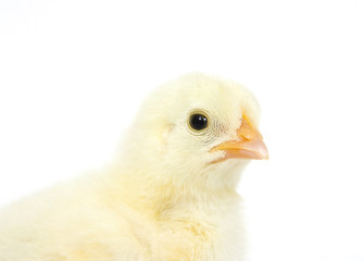 The profile of a baby chick on a white background