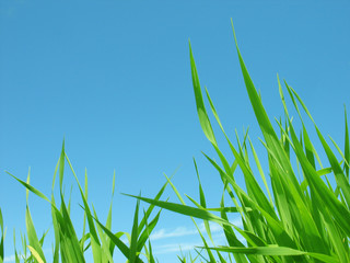 Green grass on  background of  blue sky.