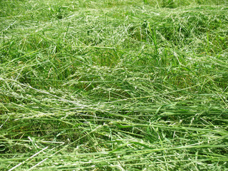  New-mown grass dries on  sun.