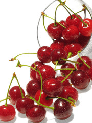 Berries of cherry in drops of water on  white background.