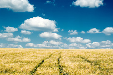 Obraz premium The wheat field.