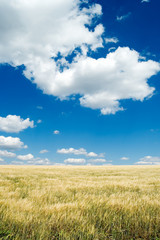 The wheat field and sky.