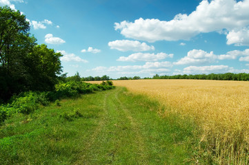 Fototapeta na wymiar The wheat field, road, blue sky.
