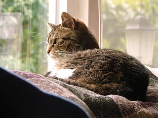 Cat in Window