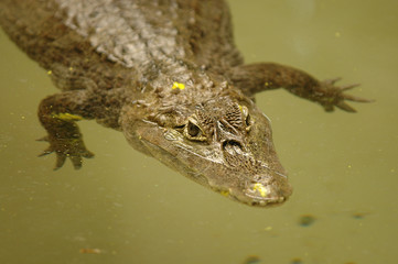 An endangered Chinese alligator 