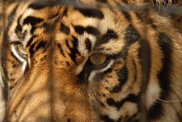 Portrait of a tiger behind bars