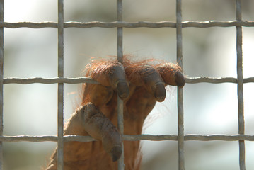 An orangutan hand holding the bars of it's enclosure.