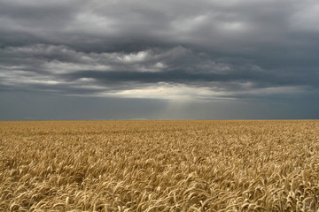 Champ de blé sous un ciel orageux