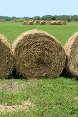hay
