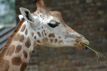 giraffe