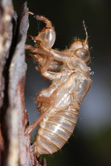 Involucro ninfale cicala