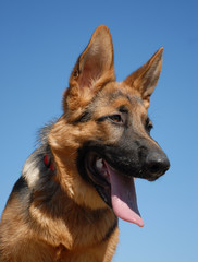 profil de chiot berger allemand