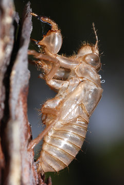 Involucro ninfale cicala