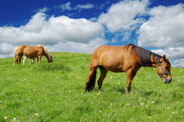 Obraz premium horses in a green field