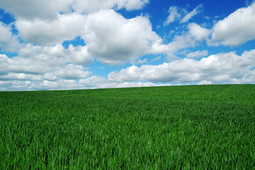 Green creal field in denmark