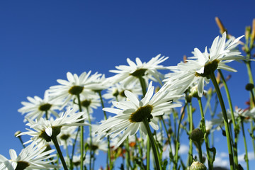 A bunch of daisies show from a low angle