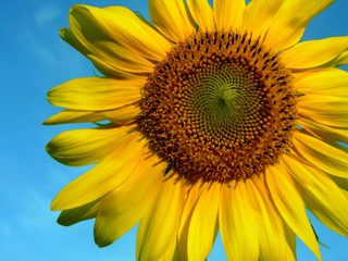 Naklejka premium Sunflower and blue sky