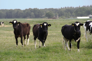 Curious friesian cattle