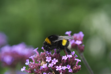 Bumblebee on verbena