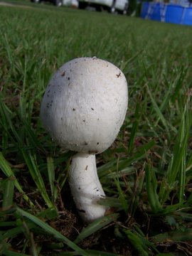 small rounded mushroom