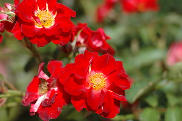 rote zwergrosen
