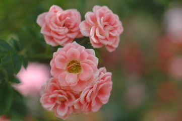 Naklejka premium porzellanrose