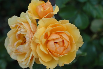 gelbe rosen
