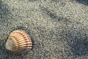 Close up of a shell in the beach. Warm-gold tone