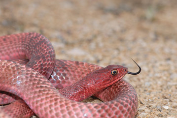  western coachwhip from west Texas 