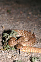 A red diamond rattlesnake found in southern California.