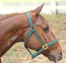 Obraz premium Polo Pony