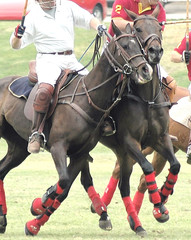 Polo Ponies Charging