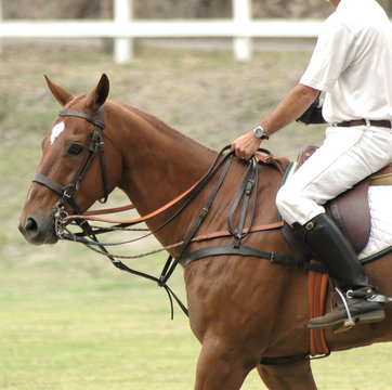 Polo Player & Horse