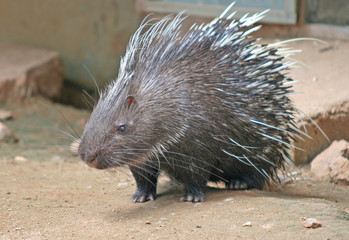 Porcupine