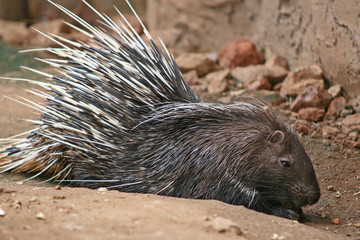 Porcupine