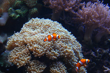 Fototapeta na wymiar Striped Clownfish
