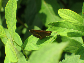 Papillon sur une feuille