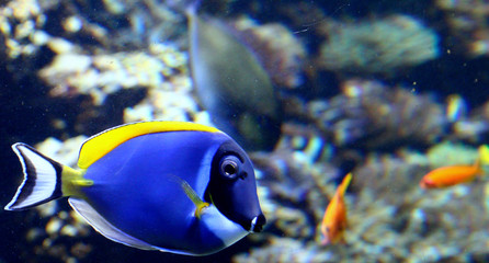 Fototapeta na wymiar Blue Surgeonfish