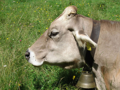 Vache qui rumine