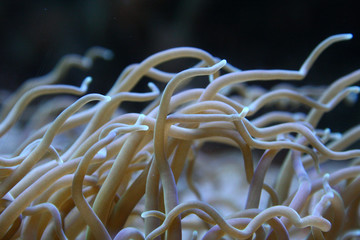 Sea Anemone