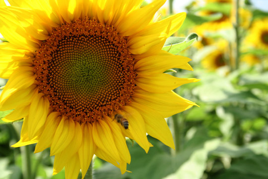 Girasole