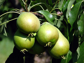 Fruit pears on the branch