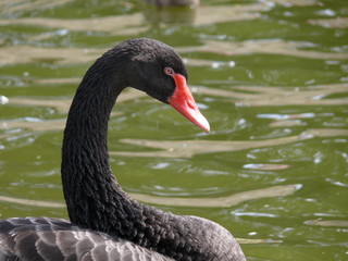 Black Swan